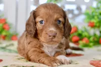 Molly, a female Dachshund for sale in Anderson, MO – 3 of 8