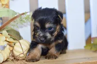 Emilio, a male Silky Terrier for sale in Anderson, MO – 2 of 8