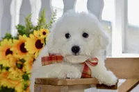 Glenn, a male Bichon Frise for sale in Anderson, MO – 8 of 8