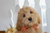 Jake, a male Miniature Goldendoodle for sale in Anderson, MO – 7 of 8