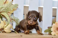 Charles, a male Miniature Dachshund for sale in Anderson, MO – 4 of 8