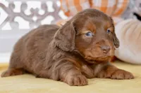 Thor, a male Dachshund for sale in Anderson, MO – 2 of 8