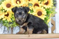 Felix, a male Silky Terrier for sale in Anderson, MO – 6 of 8