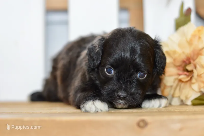 Polo – Shihpoo puppy for sale in Anderson, MO