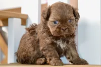 Betty, a female Shih Tzu for sale in Anderson, MO – 5 of 8