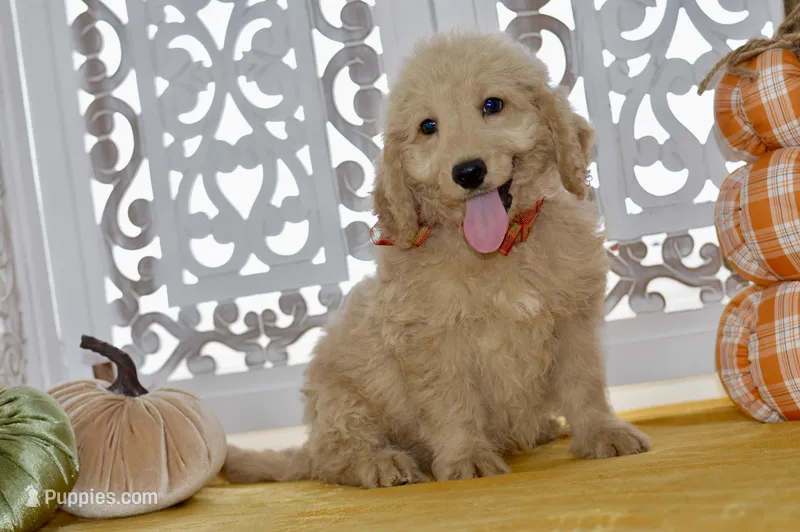 Jay – Miniature Goldendoodle puppy for sale in Anderson, MO