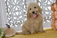 Jay, a male Miniature Goldendoodle for sale in Anderson, MO – 1 of 8
