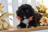 Polo, a female Shihpoo for sale in Anderson, MO – 6 of 10