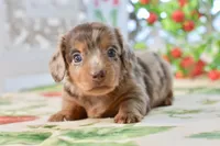 Lilla, a female Miniature Dachshund for sale in Anderson, MO – 7 of 8
