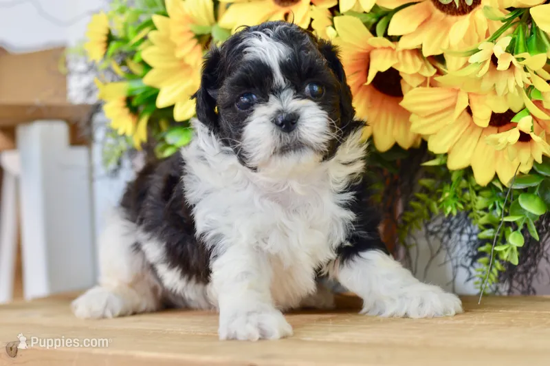 Karla – Shih Tzu puppy for sale in Anderson, MO