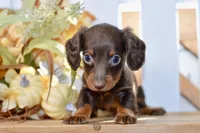 Charles, a male Miniature Dachshund for sale in Anderson, MO – 7 of 8