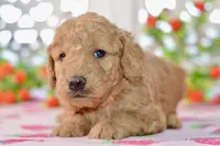 Jayce, a male Miniature Goldendoodle for sale in Anderson, MO – 5 of 8