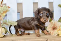 Carter, a male Miniature Dachshund for sale in Anderson, MO – 1 of 8