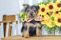 Fern, a female Silky Terrier for sale in Anderson, MO – 6 of 8