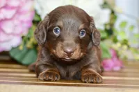 Osborn, a male Miniature Dachshund for sale in Anderson, MO – Photo 8 of 8