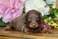 Osborn, a male Miniature Dachshund for sale in Anderson, MO – Photo 7 of 8