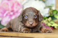 Osborn, a male Miniature Dachshund for sale in Anderson, MO – Photo 2 of 8