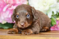 Osborn, a male Miniature Dachshund for sale in Anderson, MO – Photo 3 of 8