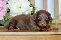 Osborn, a male Miniature Dachshund for sale in Anderson, MO – Photo 4 of 8