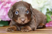 Osborn, a male Miniature Dachshund for sale in Anderson, MO – Photo 1 of 8