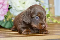 Osborn, a male Miniature Dachshund for sale in Anderson, MO – Photo 6 of 8