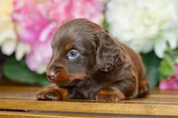 Osborn, a male Miniature Dachshund for sale in Anderson, MO – Photo 5 of 8