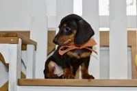 Sofie, a female Miniature Dachshund for sale in Anderson, MO – 7 of 8