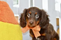 Sam, a male Miniature Dachshund for sale in Anderson, MO – 6 of 8