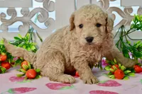 Jay, a male Miniature Goldendoodle for sale in Anderson, MO – 7 of 8
