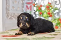 Marvin, a male Dachshund for sale in Anderson, MO – 7 of 8