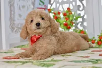 Jared, a male Miniature Goldendoodle for sale in Anderson, MO – 5 of 8