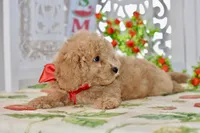 Jared, a male Miniature Goldendoodle for sale in Anderson, MO – 7 of 8