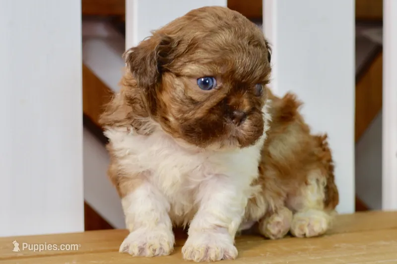 Brett – Shih Tzu puppy for sale in Anderson, MO
