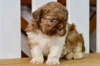 Brett, a male Shih Tzu for sale in Anderson, MO – 1 of 8