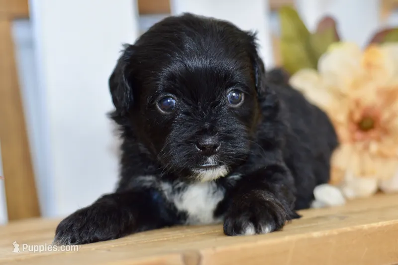Paige – Shihpoo puppy for sale in Anderson, MO