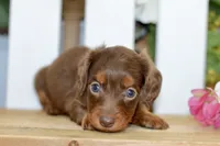 Hart, a male Dachshund for sale in Anderson, MO – 5 of 6