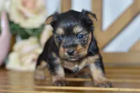 Avery, a female Silky Terrier for sale in Anderson, MO – Photo 5 of 8