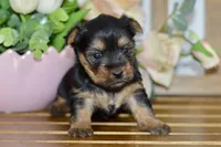 Avery, a female Silky Terrier for sale in Anderson, MO – Photo 6 of 8