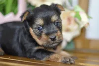 Avery, a female Silky Terrier for sale in Anderson, MO – Photo 7 of 8
