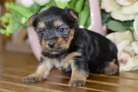 Avery, a female Silky Terrier for sale in Anderson, MO – Photo 4 of 8