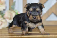 Avery, a female Silky Terrier for sale in Anderson, MO – Photo 1 of 8