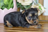 Avery, a female Silky Terrier for sale in Anderson, MO – Photo 3 of 8
