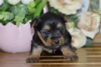 Avery, a female Silky Terrier for sale in Anderson, MO – Photo 2 of 8
