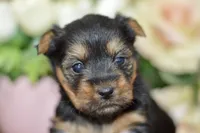 Avery, a female Silky Terrier for sale in Anderson, MO – Photo 8 of 8
