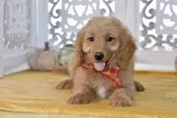 Jayce, a male Miniature Goldendoodle for sale in Anderson, MO – 6 of 8