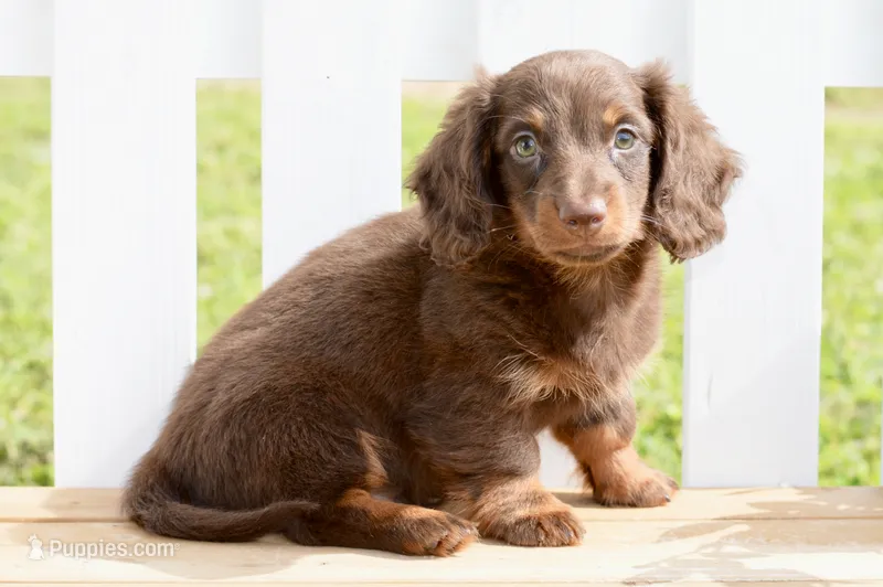 Osborn – Miniature Dachshund puppy for sale in Anderson, MO