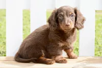 Osborn, a male Miniature Dachshund for sale in Anderson, MO – 1 of 8
