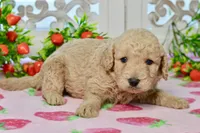 Jay, a male Miniature Goldendoodle for sale in Anderson, MO – 8 of 8