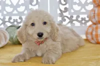 Jay, a male Miniature Goldendoodle for sale in Anderson, MO – 4 of 8