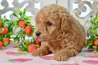 Jared, a male Miniature Goldendoodle for sale in Anderson, MO – 6 of 7